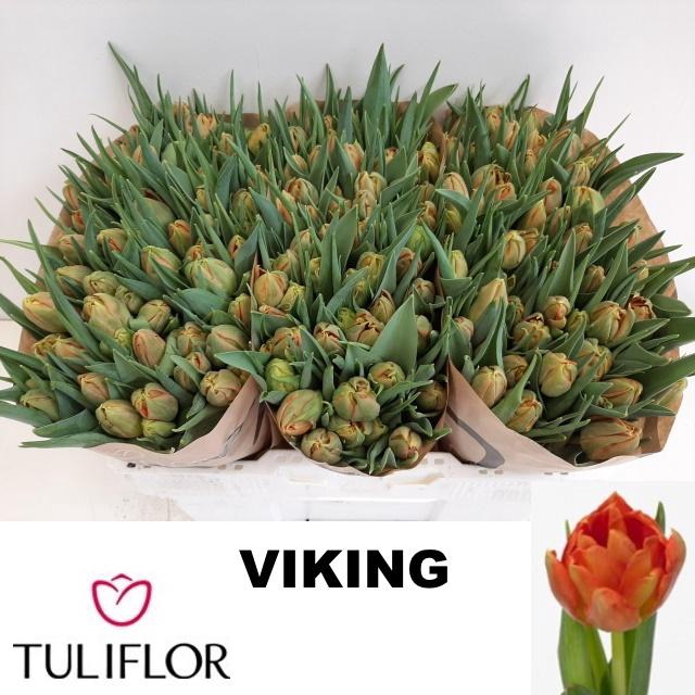 <h4>TU DU VIKING</h4>