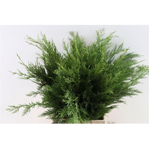 Chamaecyparis Thuja Plicata Atrovirens Bio