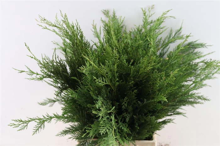 <h4>Chamaecyparis Thuja Plicata Atrovirens Bio</h4>
