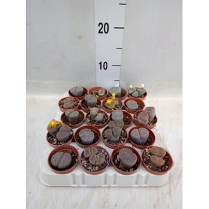 Lithops spp.