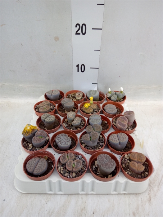 <h4>Lithops spp.</h4>