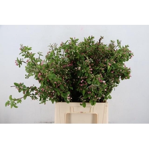 MALUS RED SENTINEL BLOSSOM PER STEM 065CM