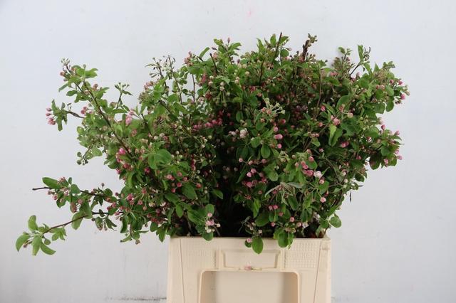 MALUS RED SENTINEL BLOSSOM PER STEM 065CM