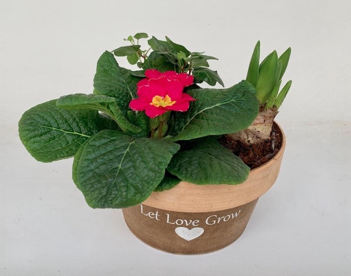 <h4>Primula Hout Rond (1x Prim 1x Hya 1x Hed)</h4>