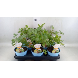 Levisticum officinale