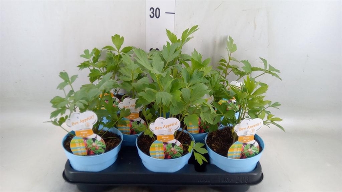 <h4>Levisticum officinale</h4>