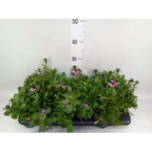 Scaevola aemula 'Surdiva Pink Blue'