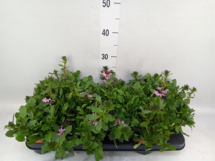 <h4>Scaevola aemula 'Surdiva Pink Blue'</h4>