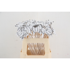 Stick butterfly wood 7x8cm White