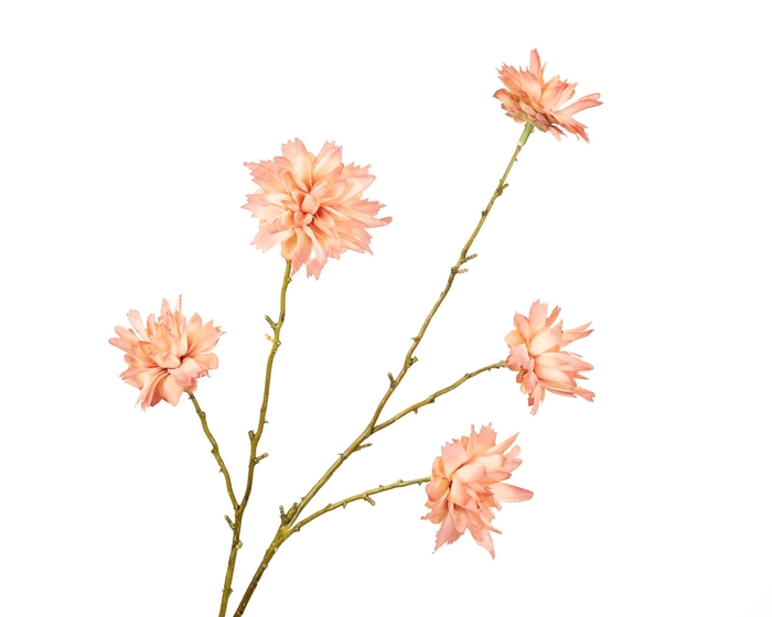 <h4>Zinnia Peach</h4>
