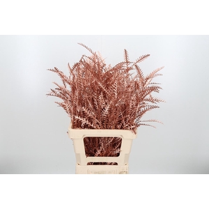 Grevilea Ivanhoe Kl Bh Koper