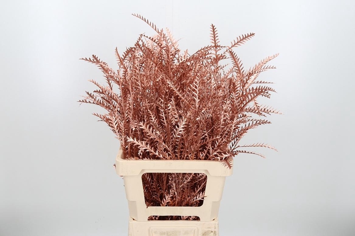 <h4>Grevilea Ivanhoe Kl Bh Koper</h4>