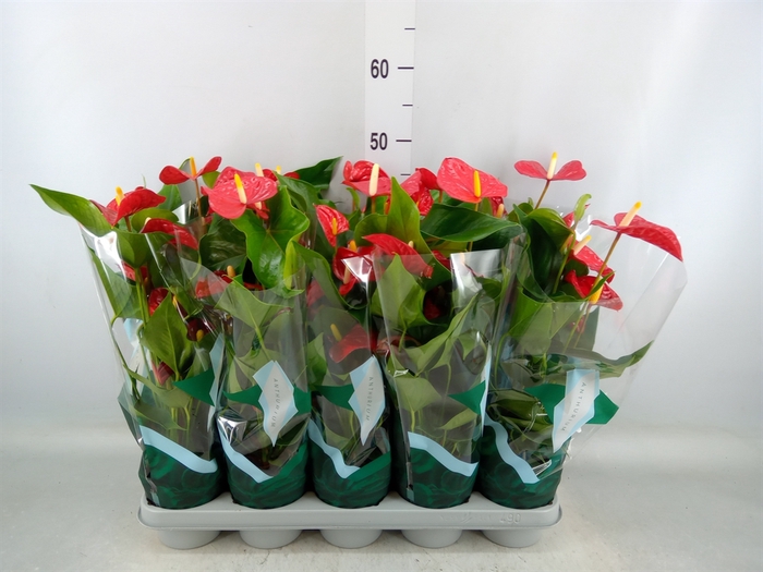 <h4>Anthurium andr. 'Aristo'</h4>