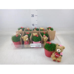 Arr.   Kamerplant Groen L%