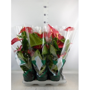 Anthurium andr. 'Arebo'