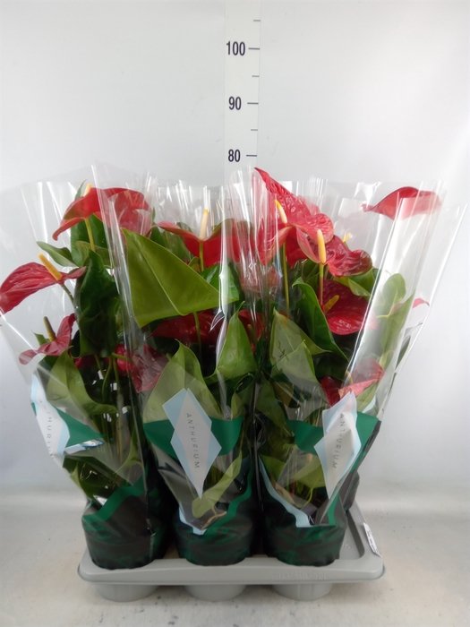 <h4>Anthurium andr. 'Arebo'</h4>