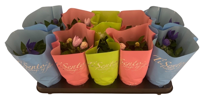 <h4>PLATYCO GR GEM</h4>