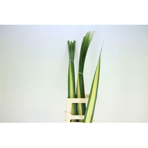 Pandanus   ...blad