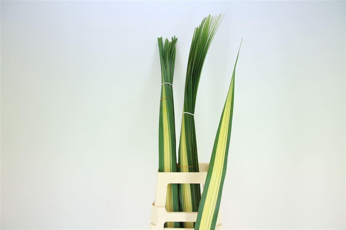 <h4>Pandanus   ...blad</h4>