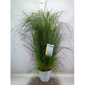Pennisetum alopec. 'Hameln'