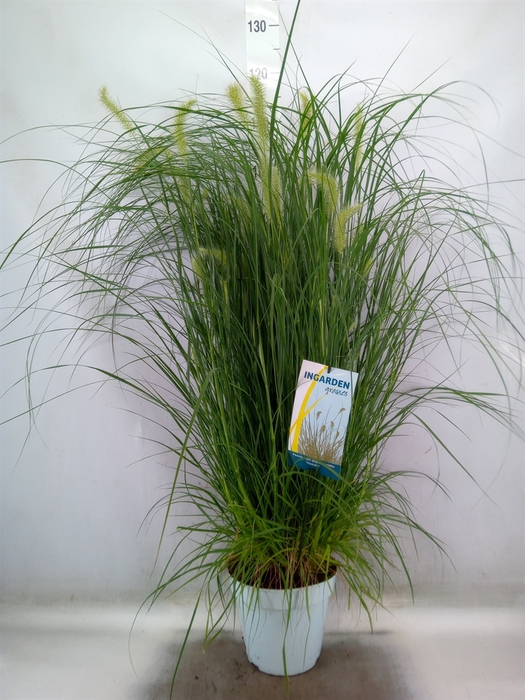 <h4>Pennisetum alopec. 'Hameln'</h4>