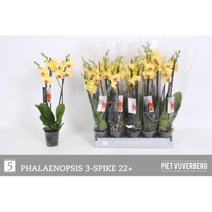 PHAL OV GEEL
