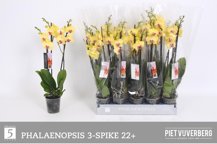 <h4>PHAL OV GEEL</h4>