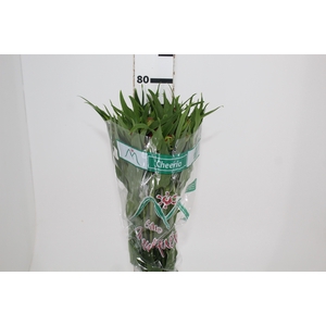 ALSTROEMERIA CHEERIO 080 CM