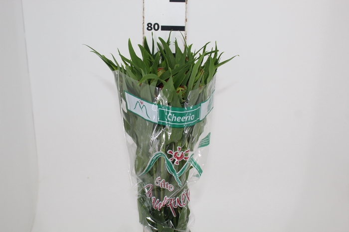 <h4>ALSTROEMERIA CHEERIO 080 CM</h4>