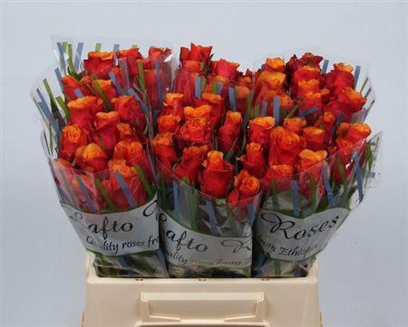 <h4>R Gr Espana</h4>