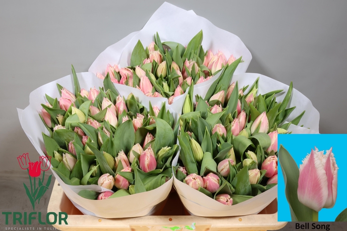 <h4>TU FR BELL SONG</h4>