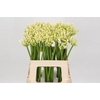 Agapanthus  'Gletsjer'