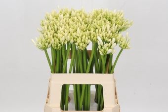 Agapanthus  'Gletsjer'