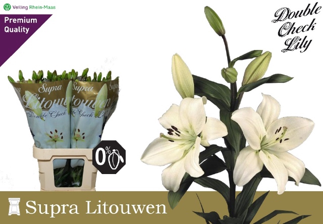 <h4>LI LA LITOUWEN 5BL</h4>