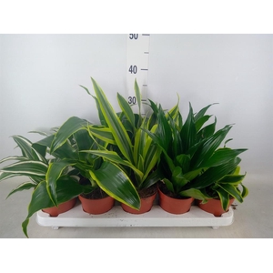 Dracaena   ...mix