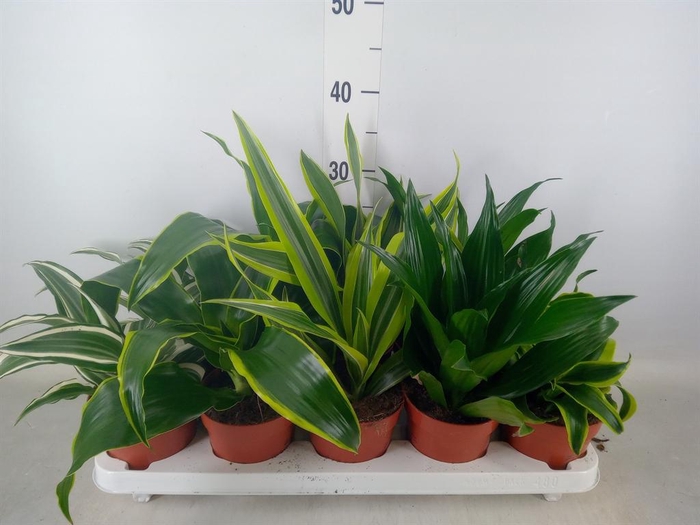 <h4>Dracaena   ...mix</h4>