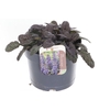 Ajuga
