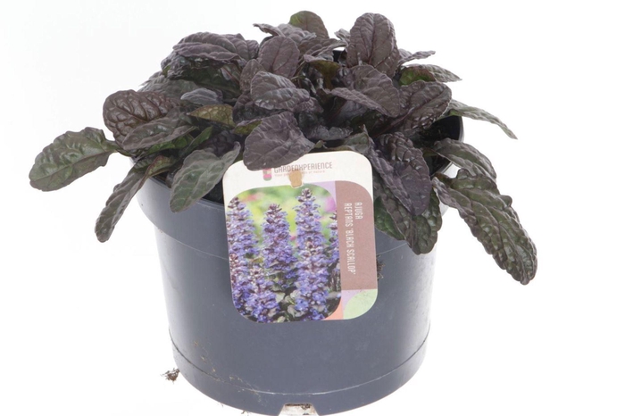 Ajuga