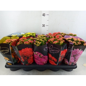 Kalanchoe blos. 'Perfecta'  ..mix 5