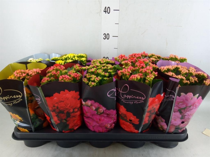 <h4>Kalanchoe blos. 'Perfecta' ..mix 5</h4>