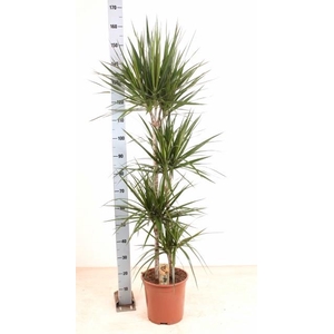 DRA MARGINATA