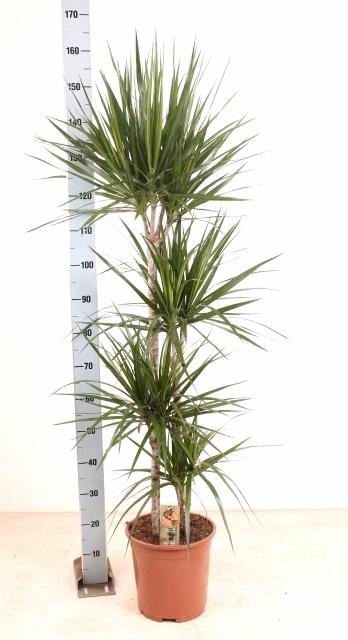 <h4>DRA MARGINATA</h4>