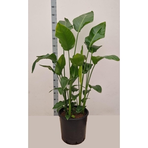 STRELITZIA NICOLAI