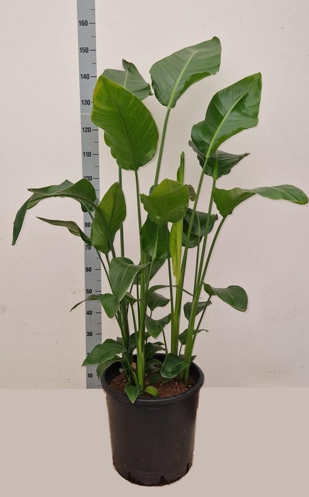 <h4>STRELITZIA NICOLAI</h4>