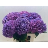 Hydrangea rodeo purple