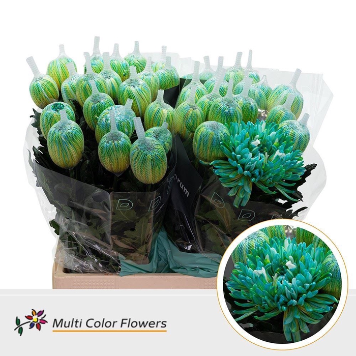 <h4>Chrysanthemum PL 'Antonov'  .col H%</h4>