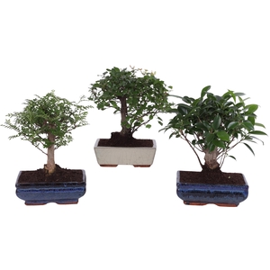 Bonsai Mix in ø20cm Ceramic Ball Shape