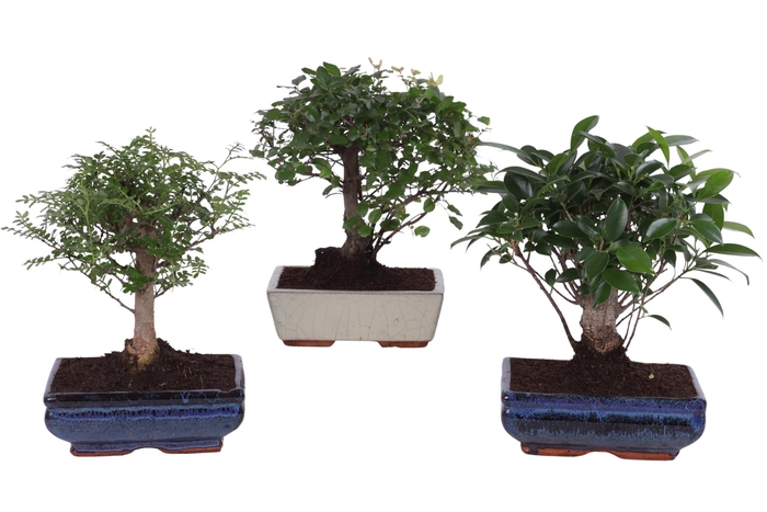 <h4>Bonsai Mix in ø20cm Ceramic Ball Shape</h4>
