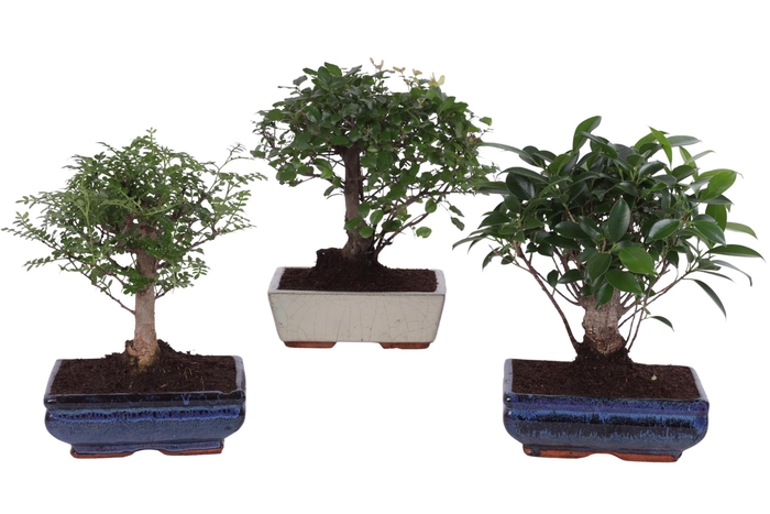 <h4>Bonsai Mix in ø20cm Ceramic Ball Shape</h4>