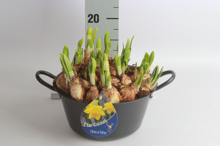 <h4>ARR N TETE A TETE</h4>